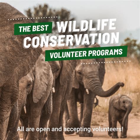 wildlife conservation volunteer programs abroad.